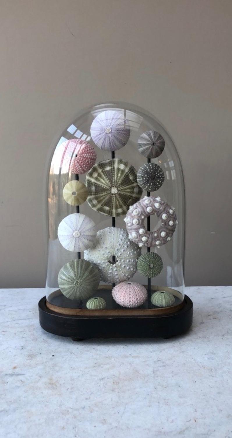 Victorian Glass Dome with Beautiful Display of Sea Urchins