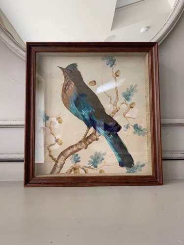 1940s Feathered Bird Picture with Hand Painted Watercolour Background