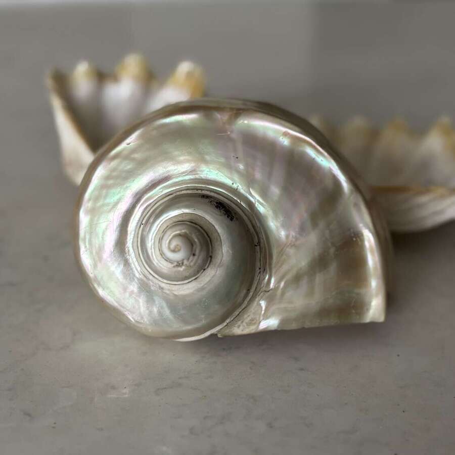 Large Antique Mother-Of-Pearl Shell with Two Clam Shells