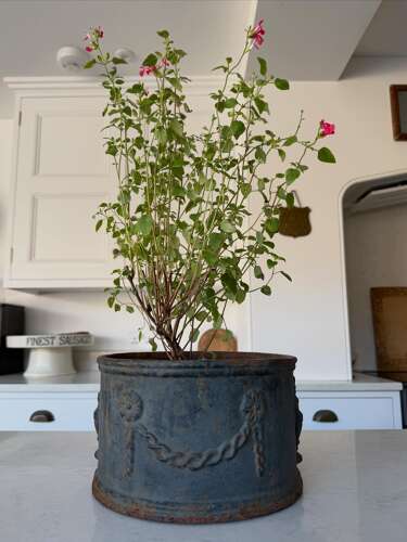 Georgian Cast Iron Jardiniere - Wonderful Original Paint - Very Heavy