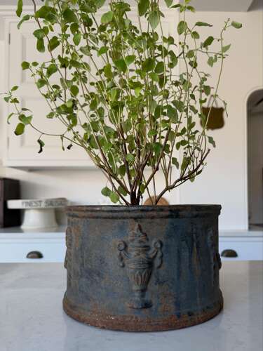 Georgian Cast Iron Jardiniere - Wonderful Original Paint - Very Heavy