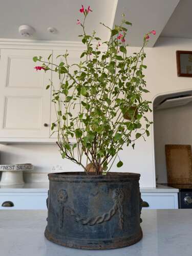 Georgian Cast Iron Jardiniere - Wonderful Original Paint - Very Heavy