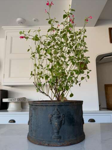 Georgian Cast Iron Jardiniere - Wonderful Original Paint - Very Heavy